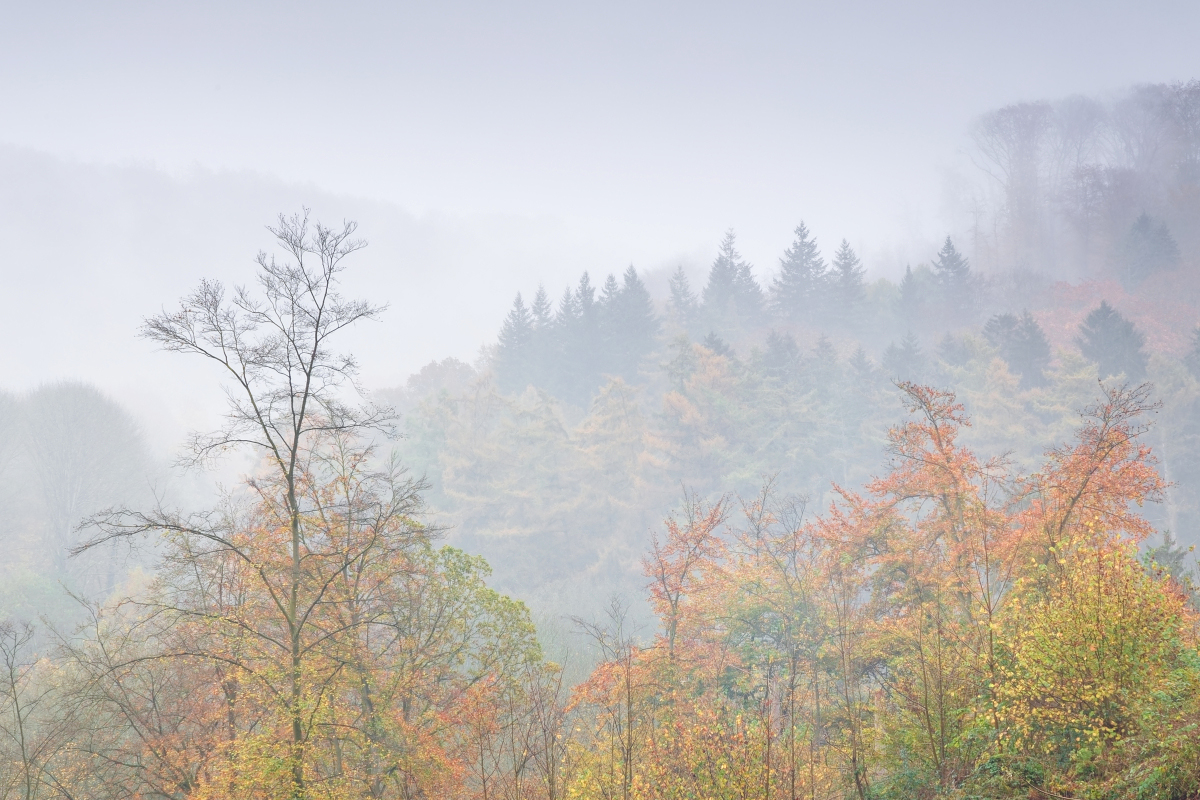 Nebel im Bergischen Land