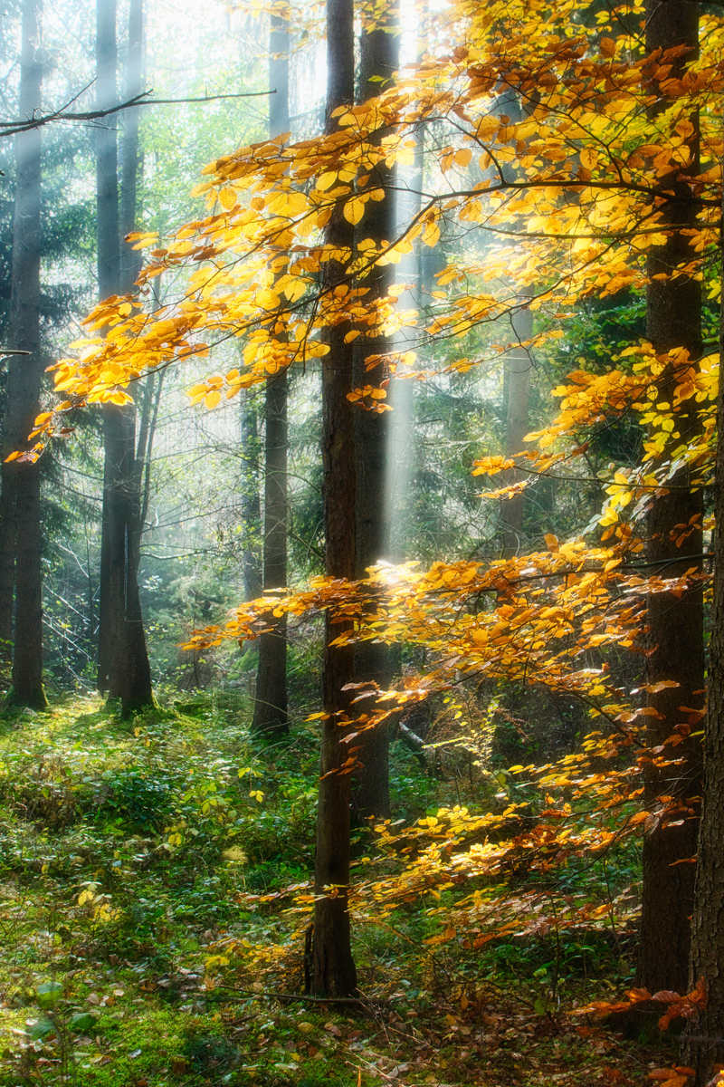 Goldener Oktober