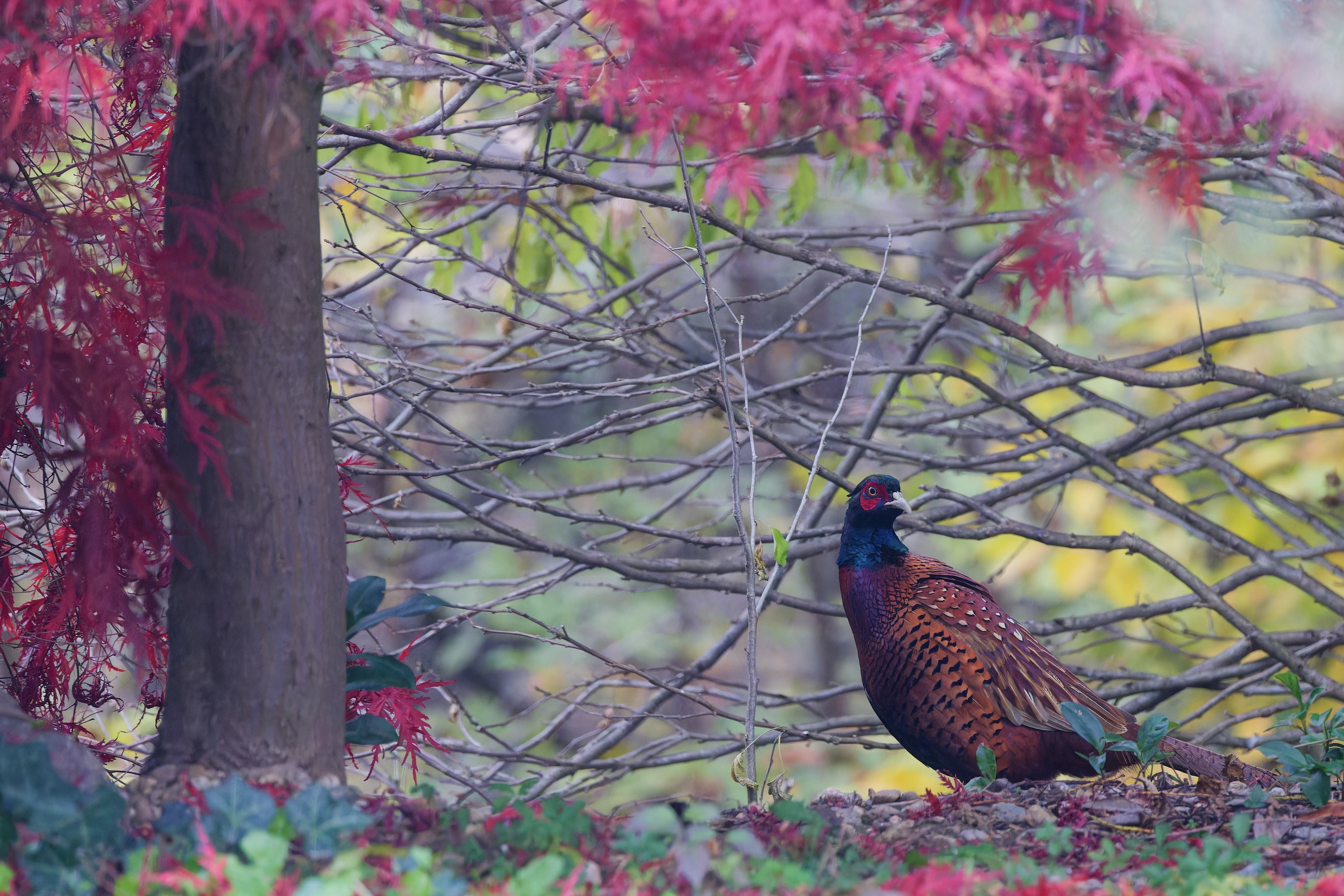 Herbst !