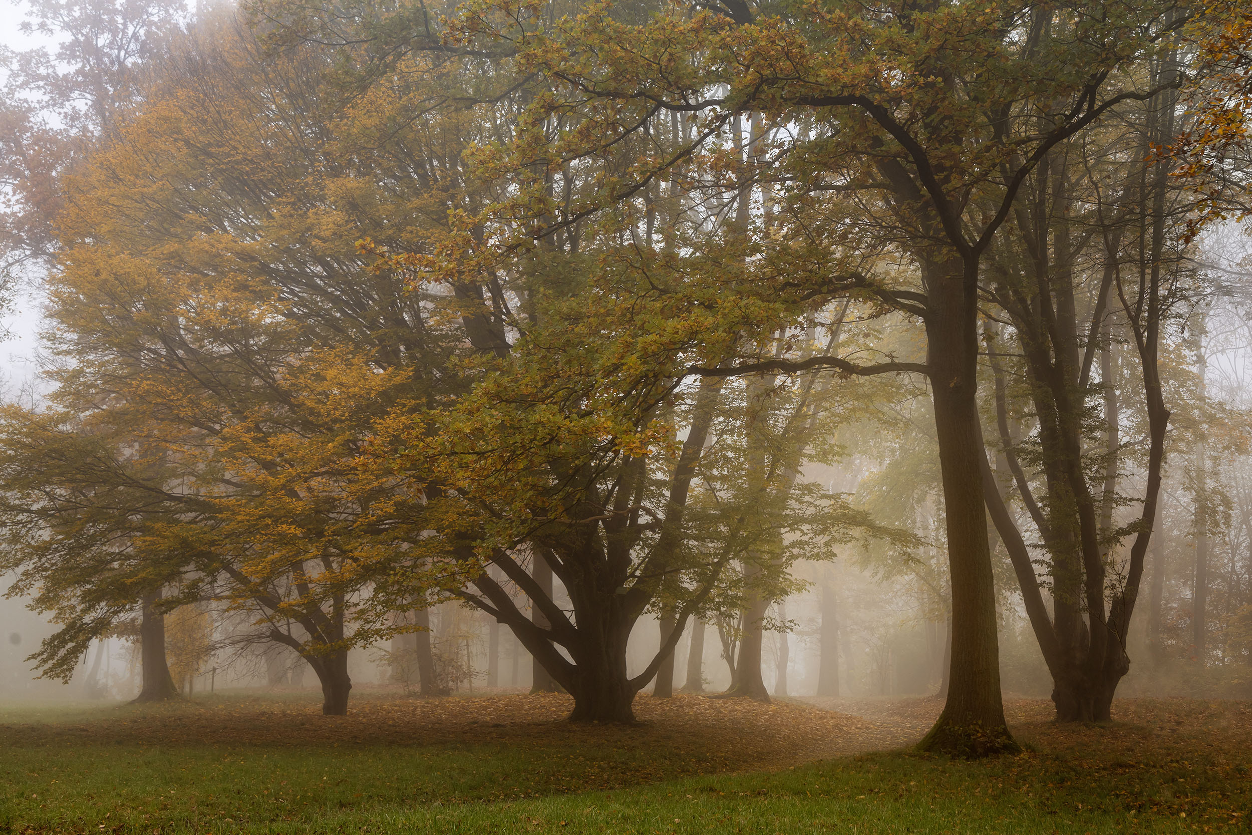 Letzte Blätter im Nebel