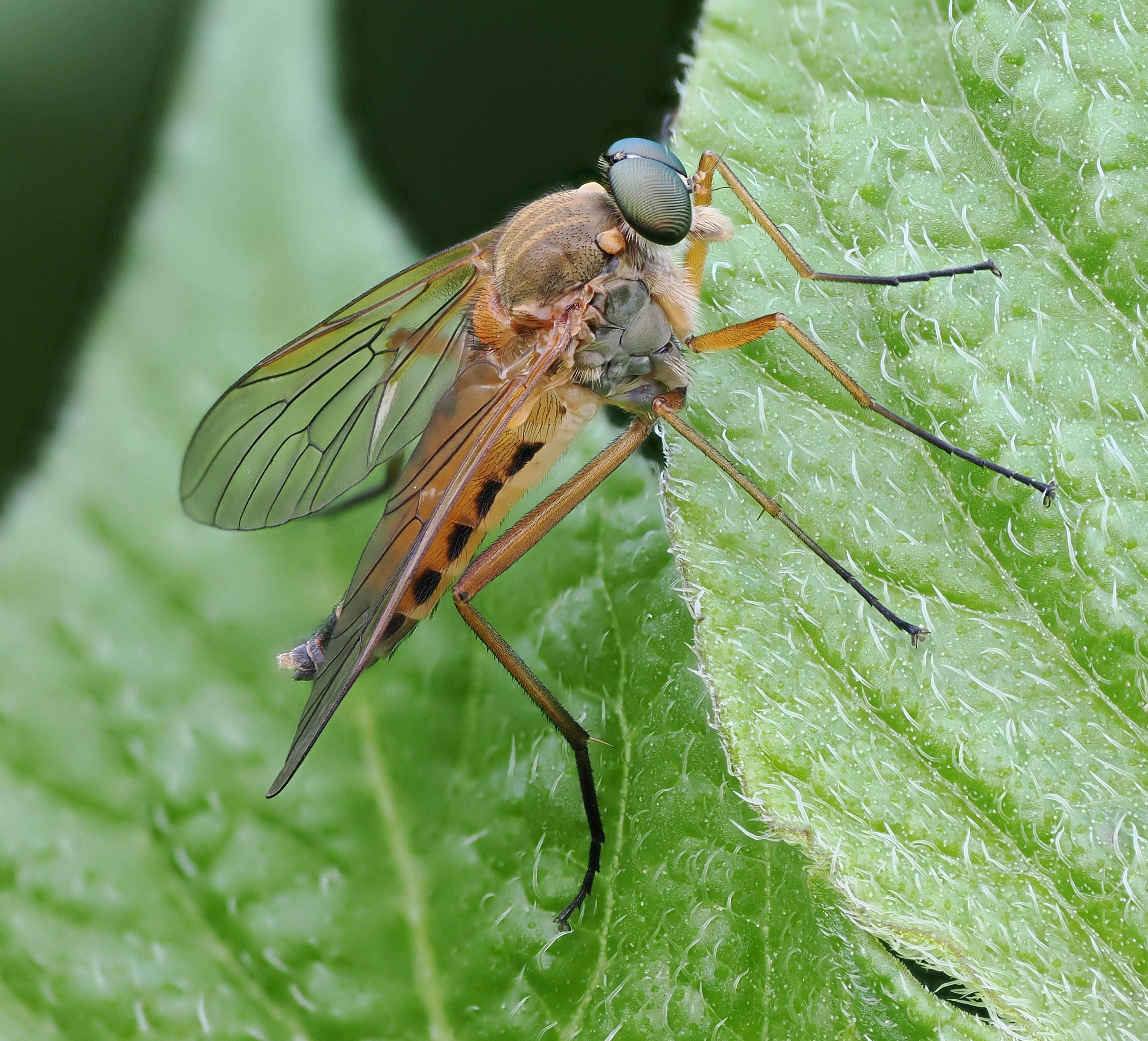 Schnepfenfliege - Rhagio tringarius