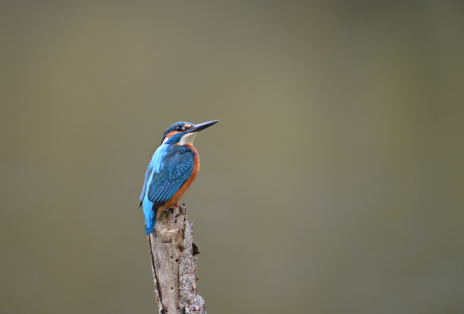 Testeisvogel