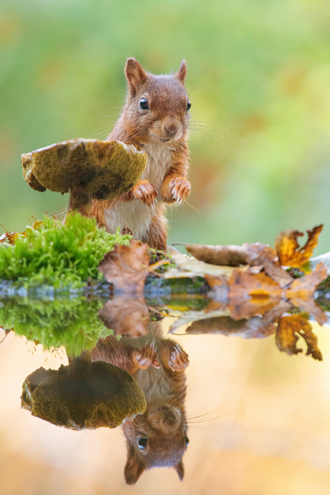 Waldkobold