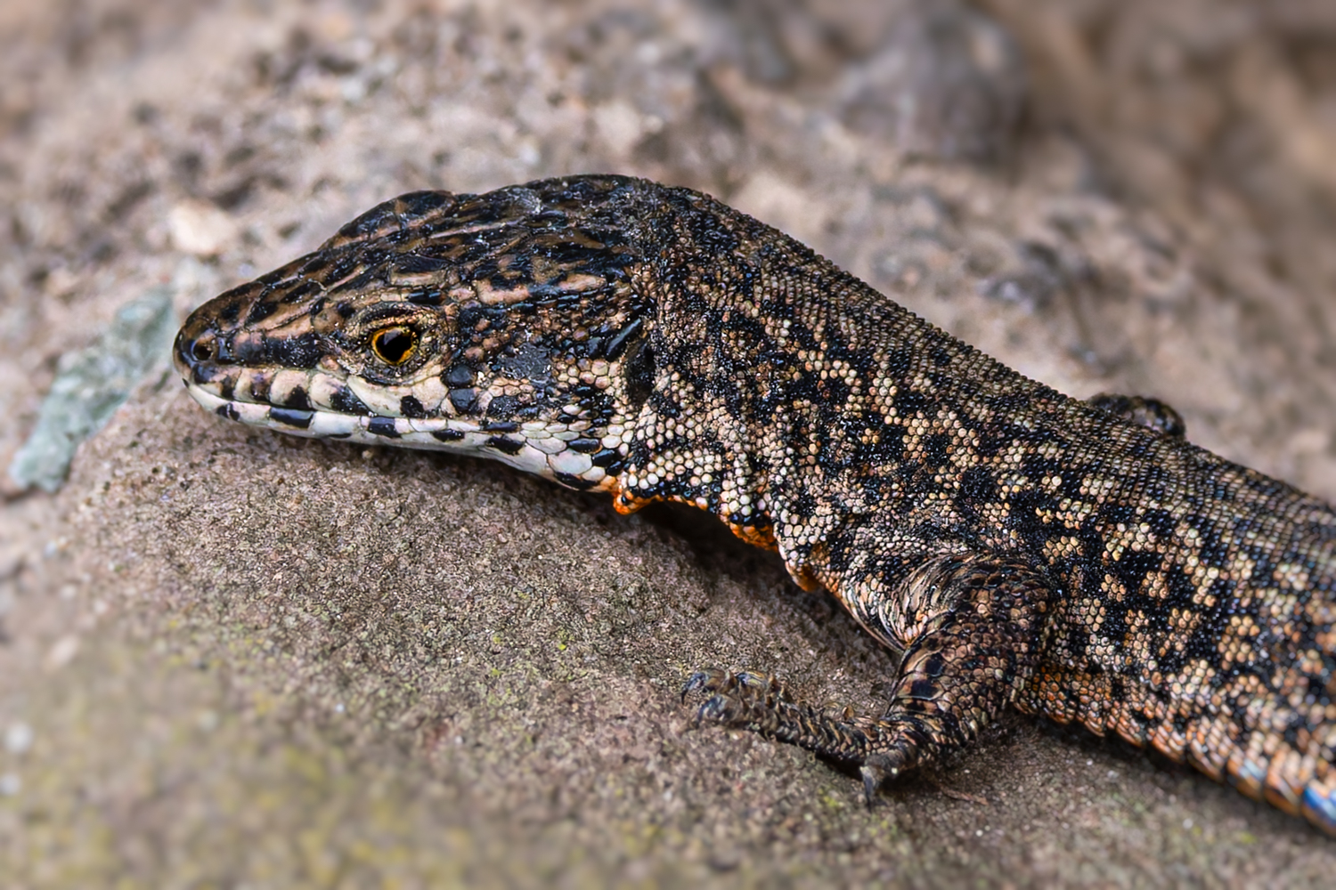 Mauereidechse  ( Podarcis muralis )