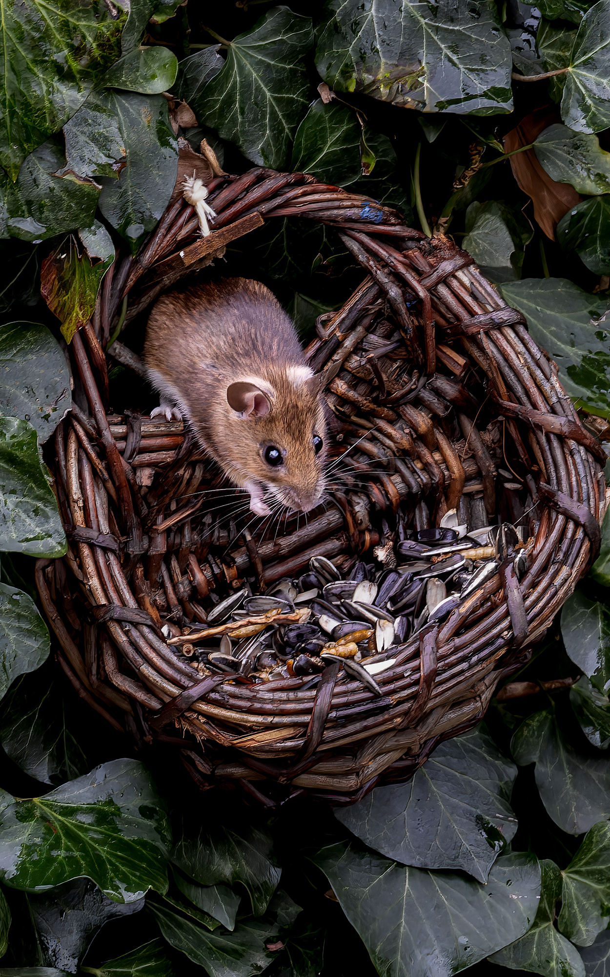 Vogelfutterdieb