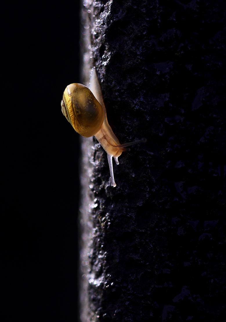 kleine Schnecke