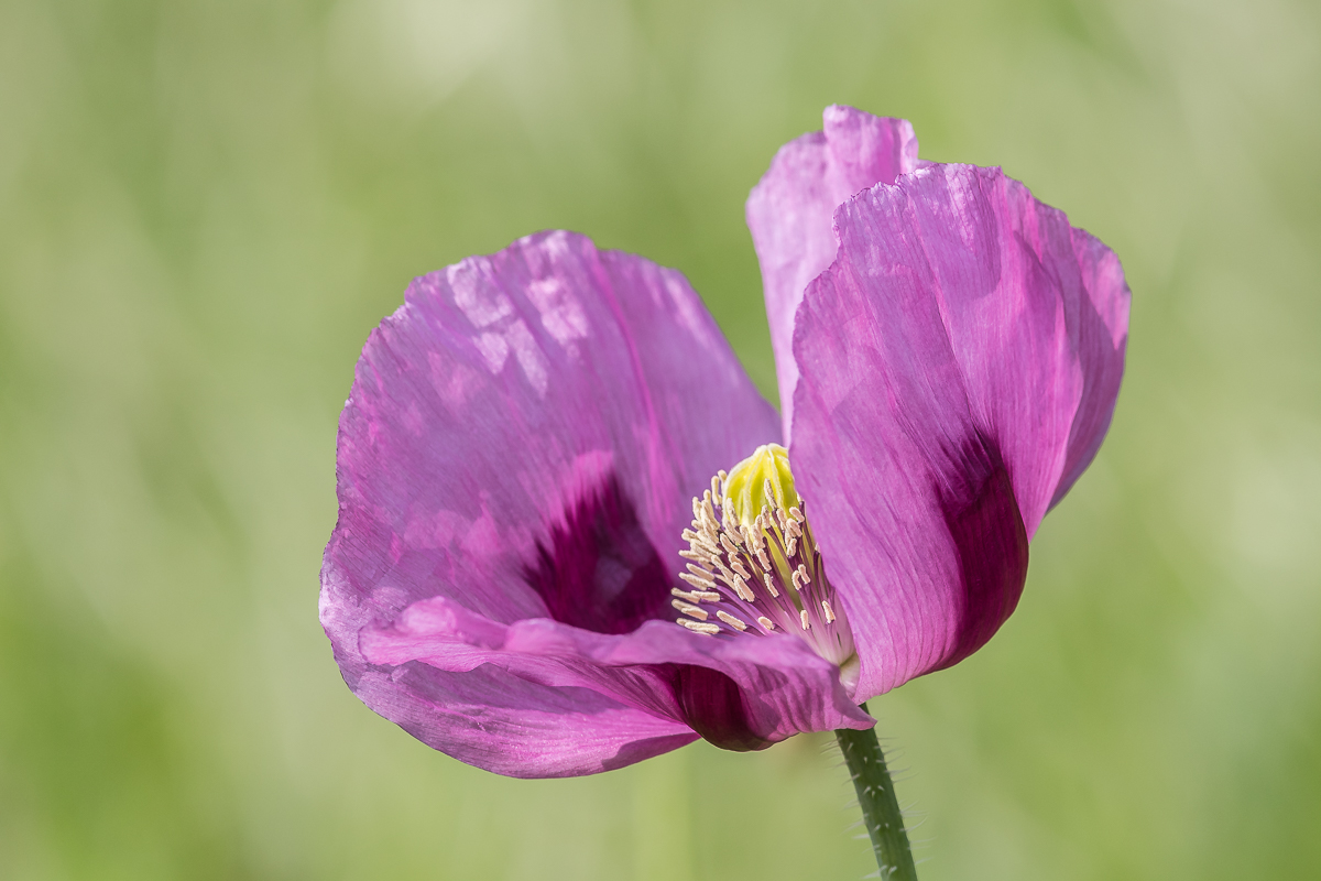 Etwas Farbe - lila Mohn