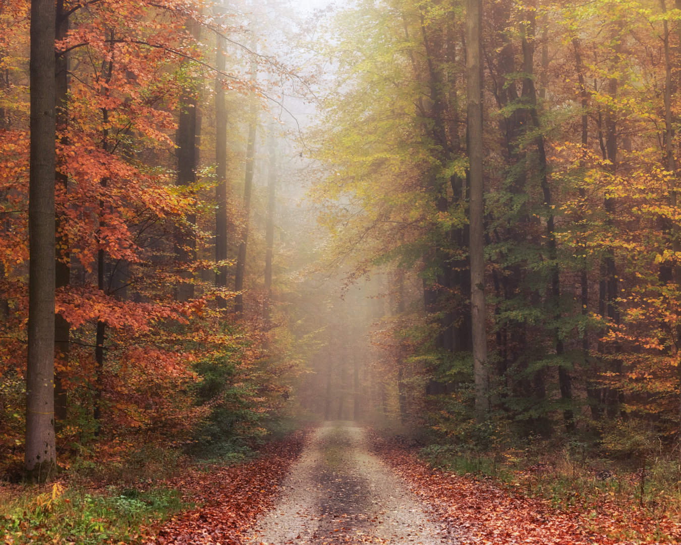 Die Farben verschwinden langsam. Der Winter kommt.