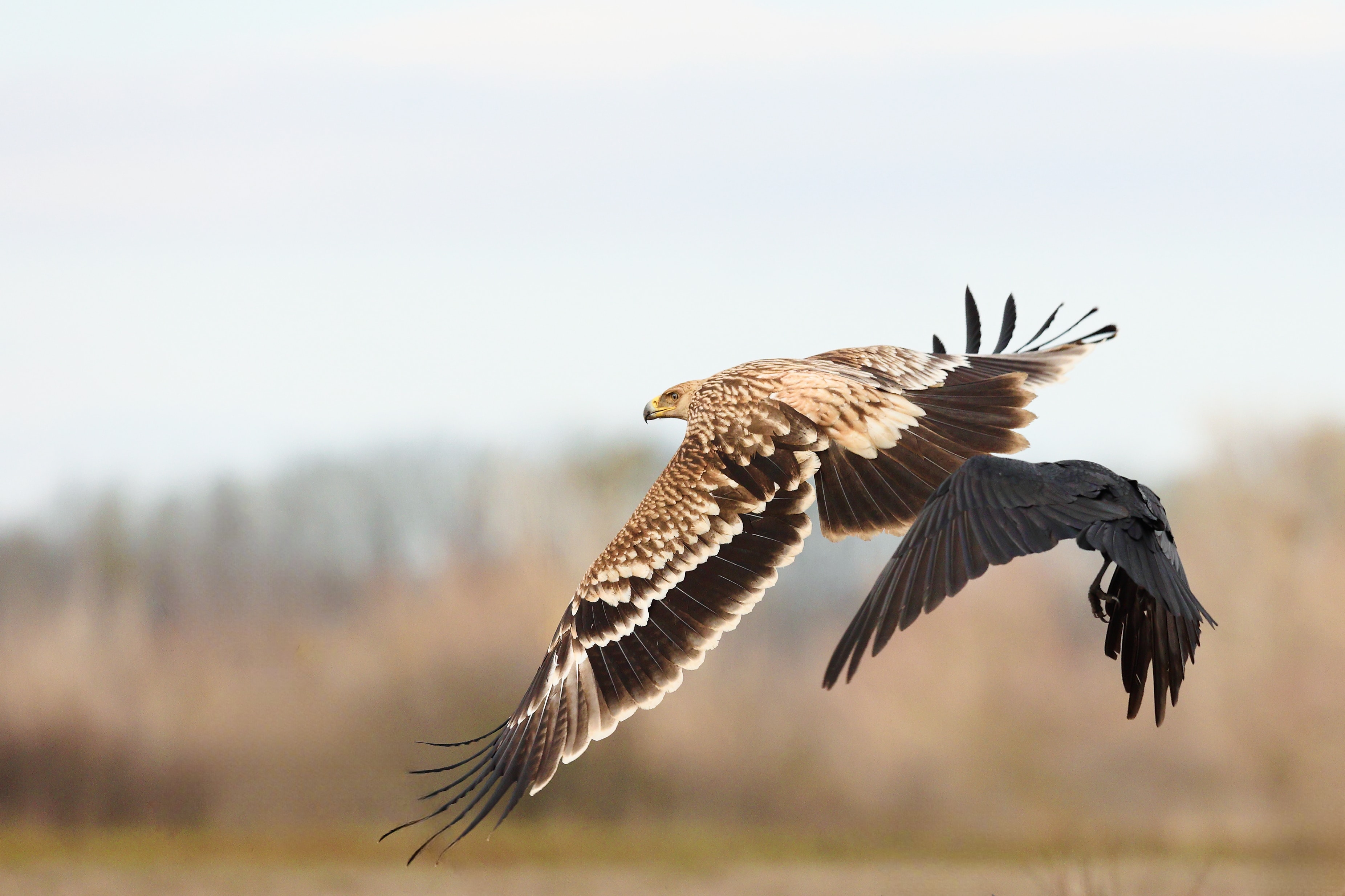 Kaiseradler Serbien