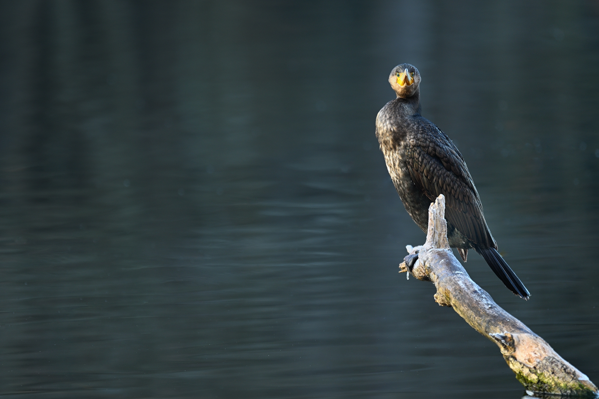 Kormoran