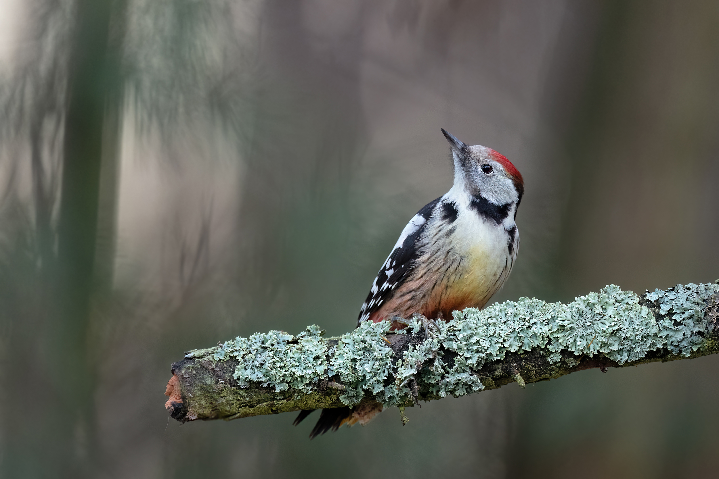 Im Wald: der Mittelspecht