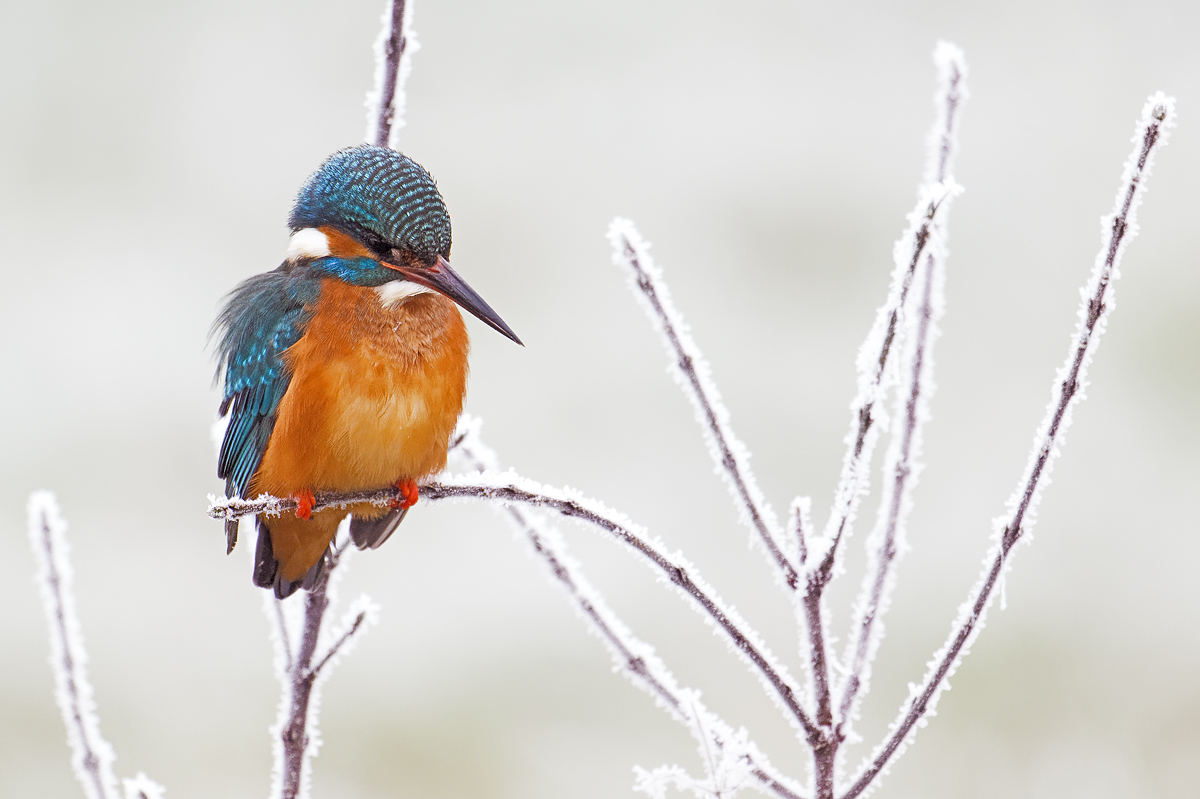 Winterlicher Eisvogel