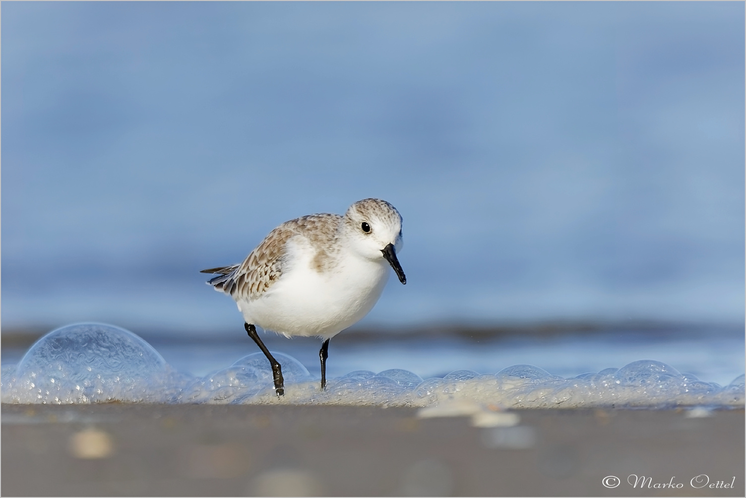 Sanderling (Calidris alba)