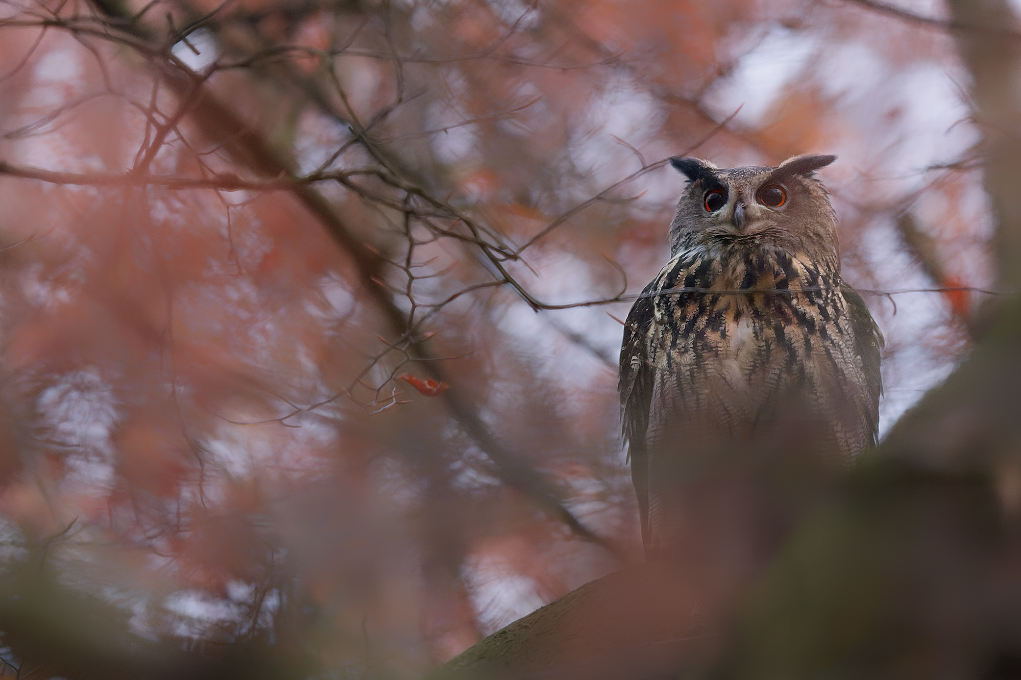 in herbstlicher Umgebung