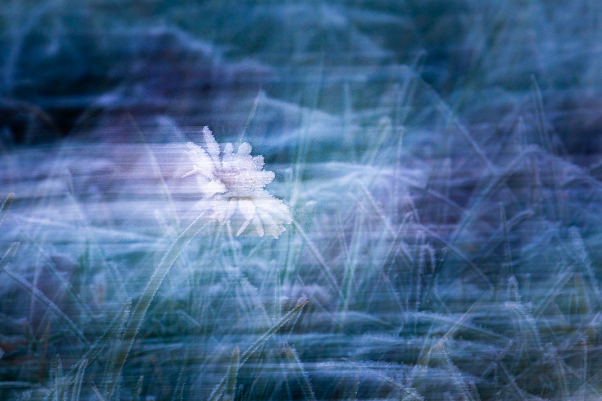 Gänseblümchen im Frost 2