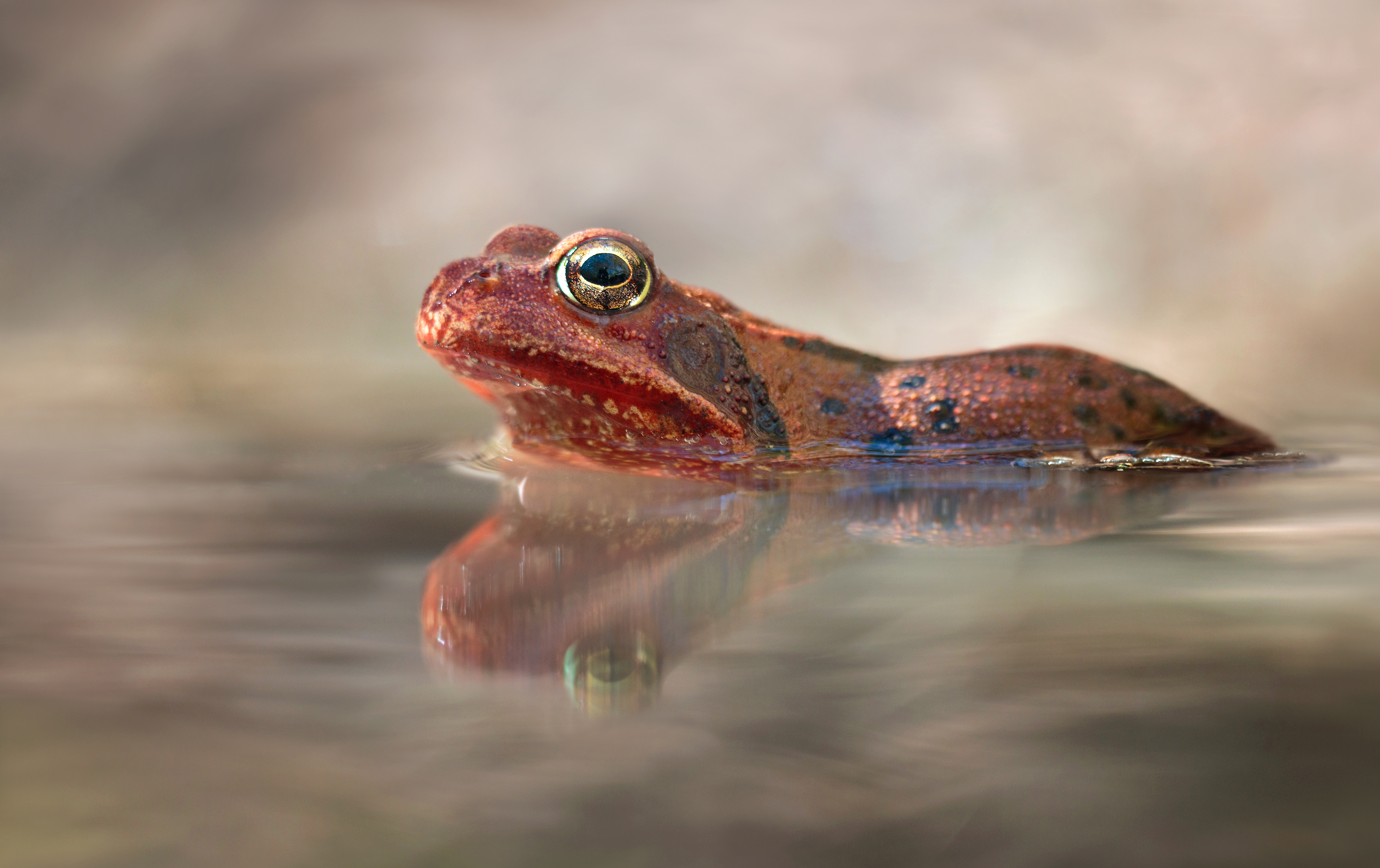 Der Erdal-Frosch