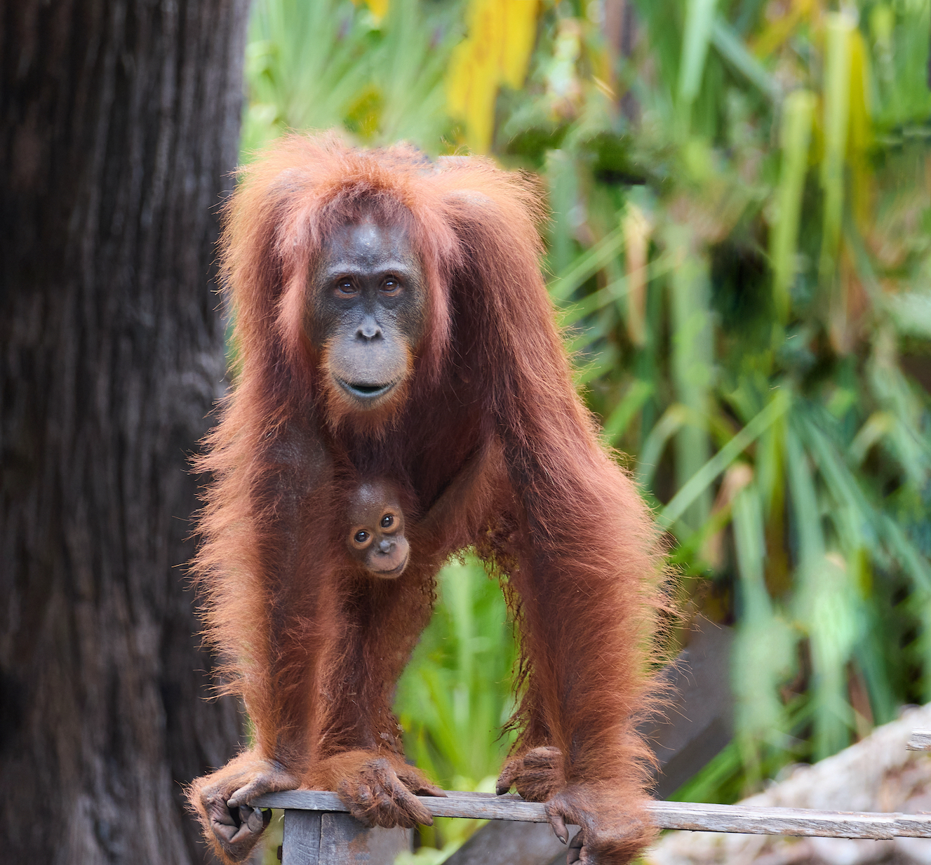 Orang Utans