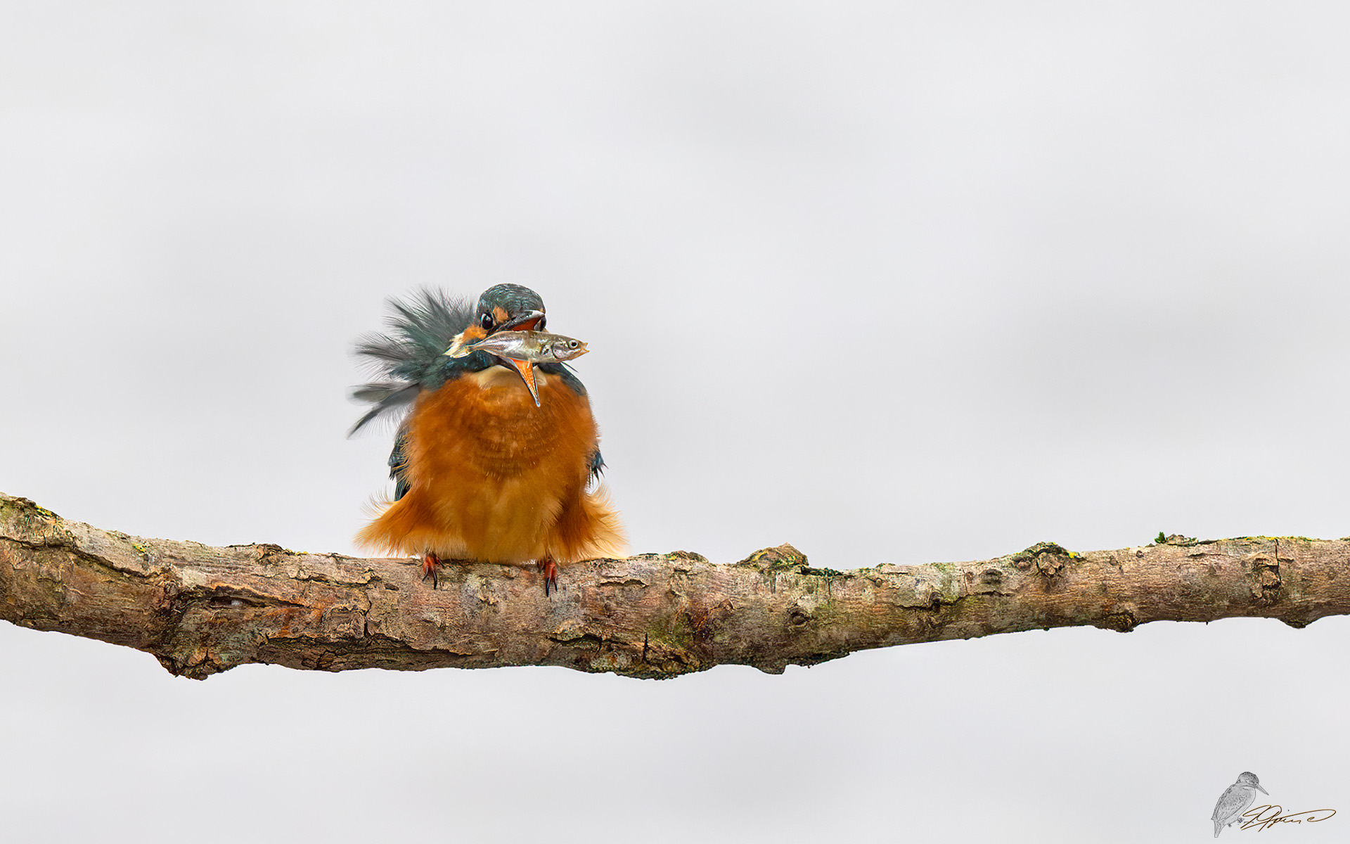 Eisvogel mit Beute