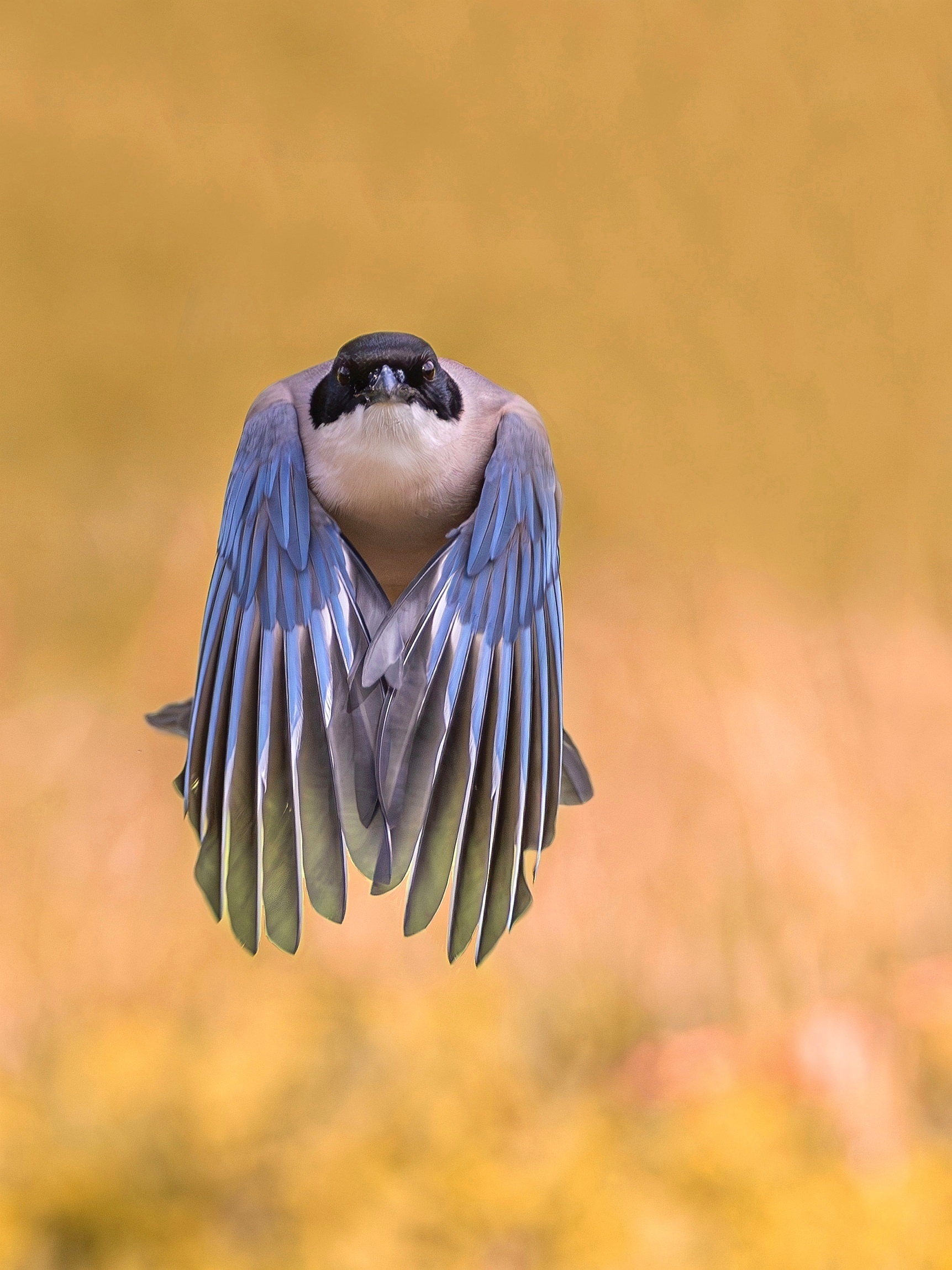 Die prosoziale Blauelster im Abflug