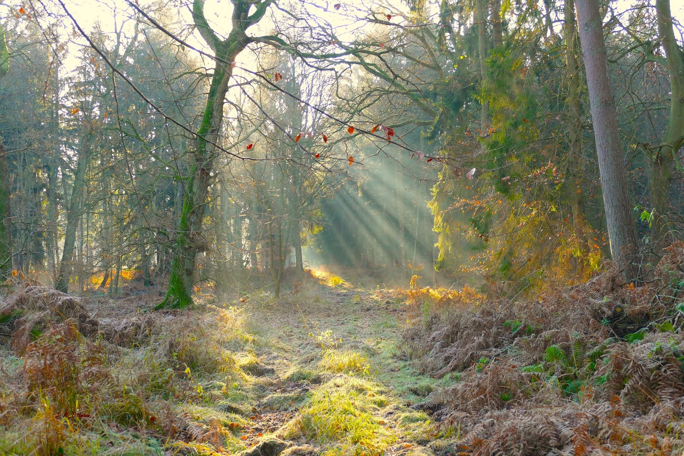 Licht im Wald