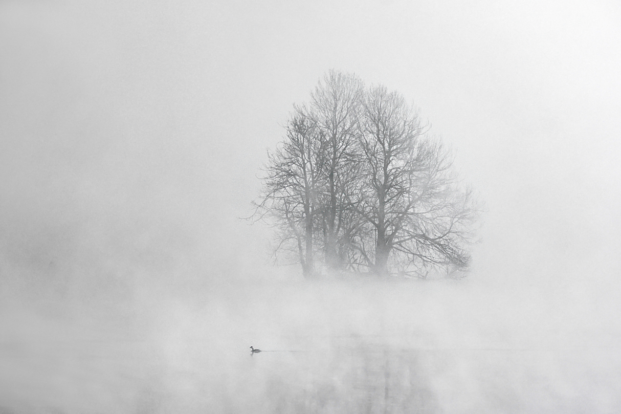 einsamer Haubi im Nebel