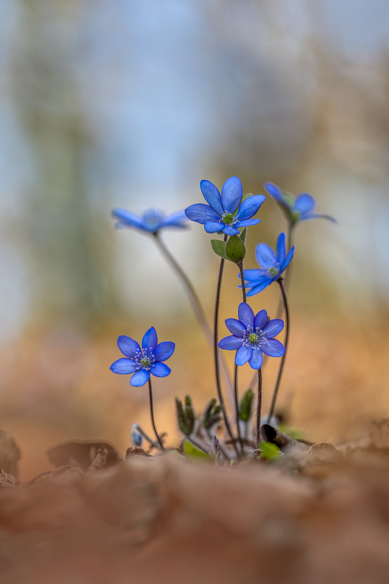 Leberblümchen ...