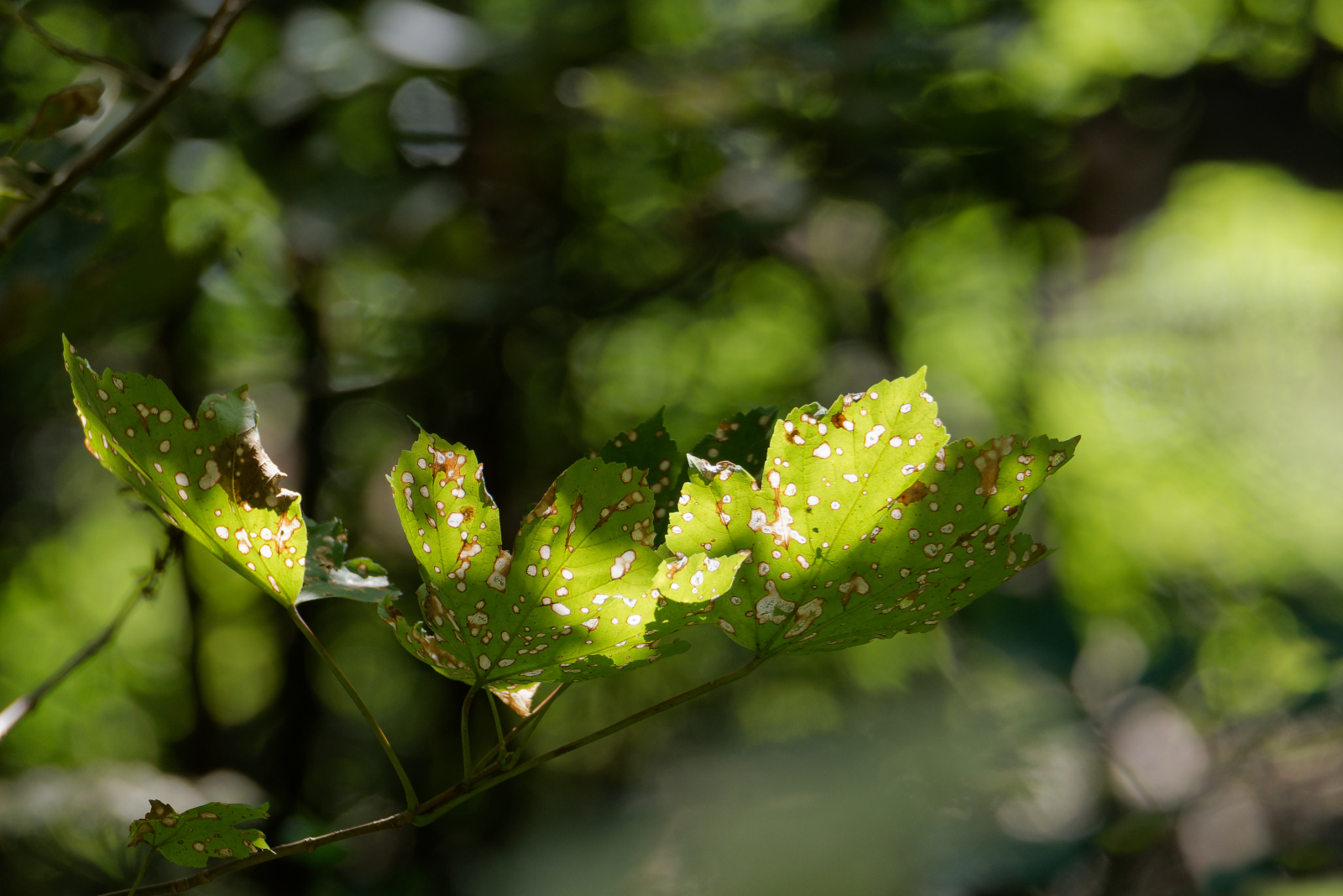 Das Licht im Wald