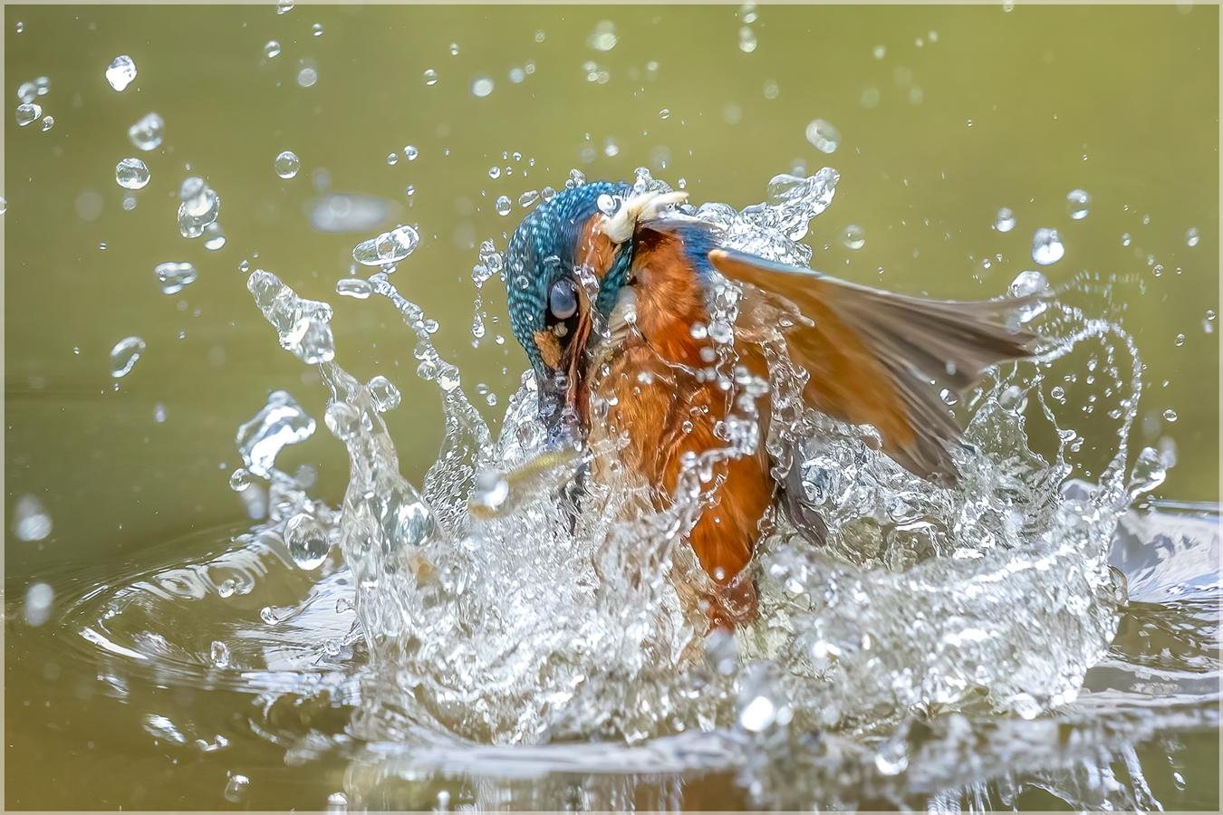 Eisvogel