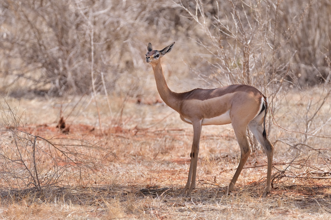 Giraffengazelle (Gerenuk)