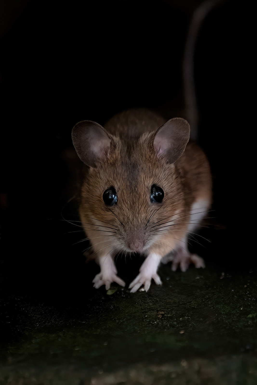 Waldmaus