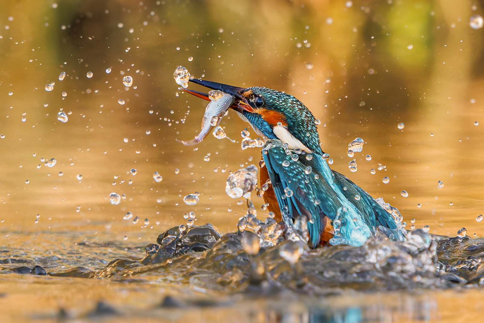 Eisvogeldame mit Beute