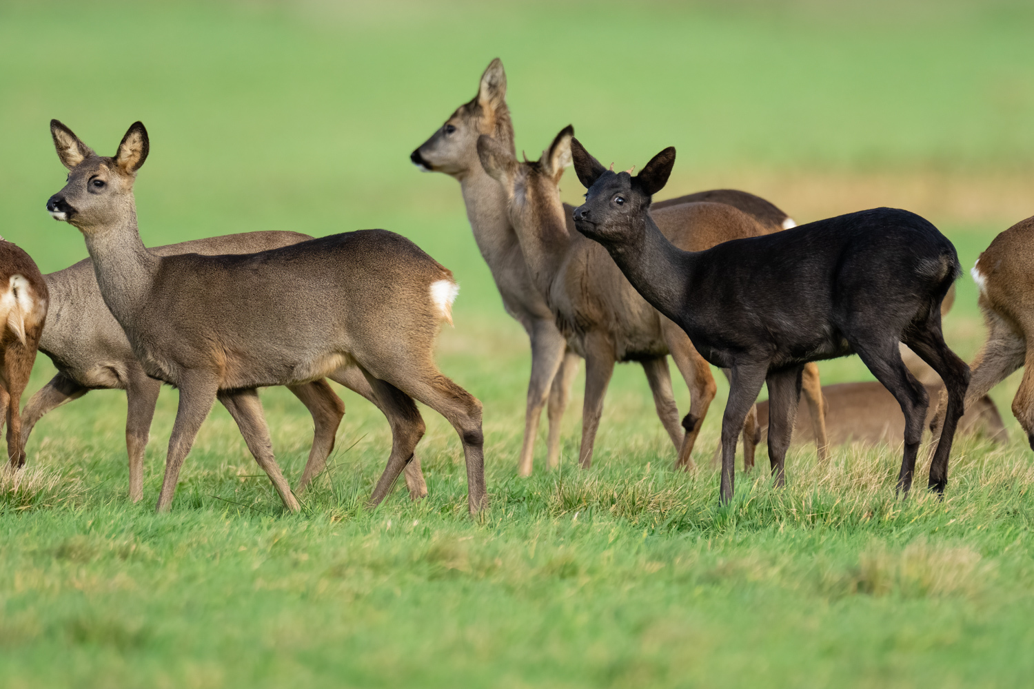 Schwarzes Schaf