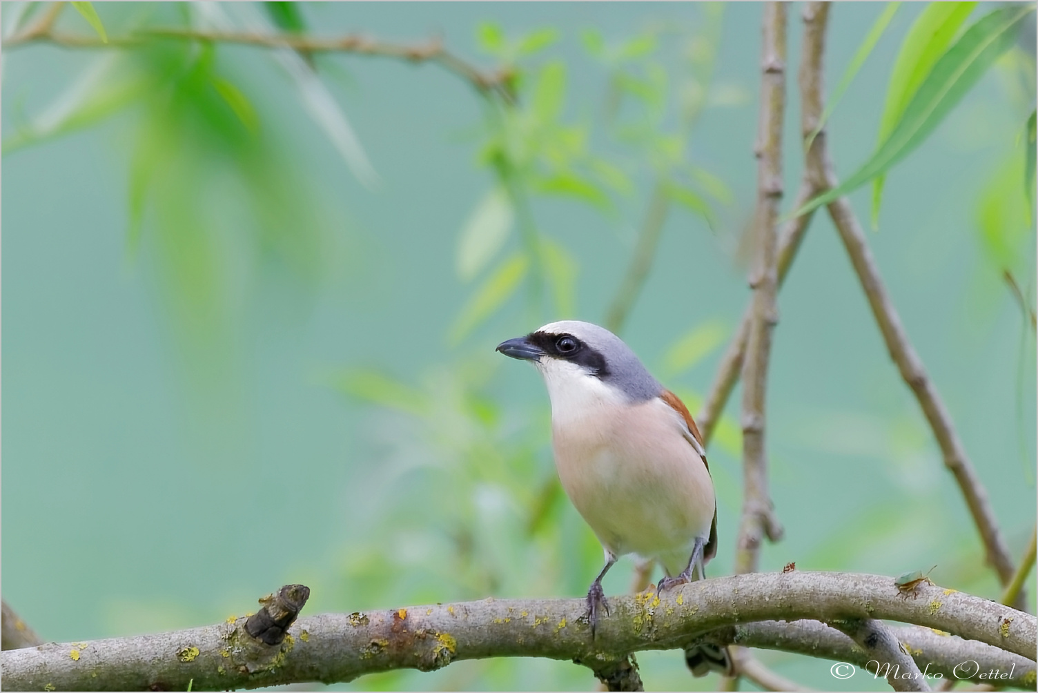 Neuntöter (Lanius collurio)