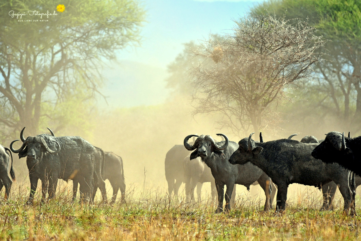 Im Tarangire Nationalpark ...