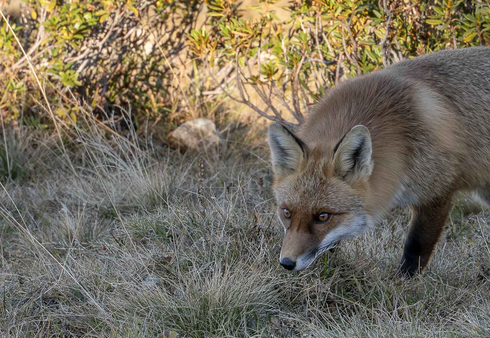 Bergfuchs