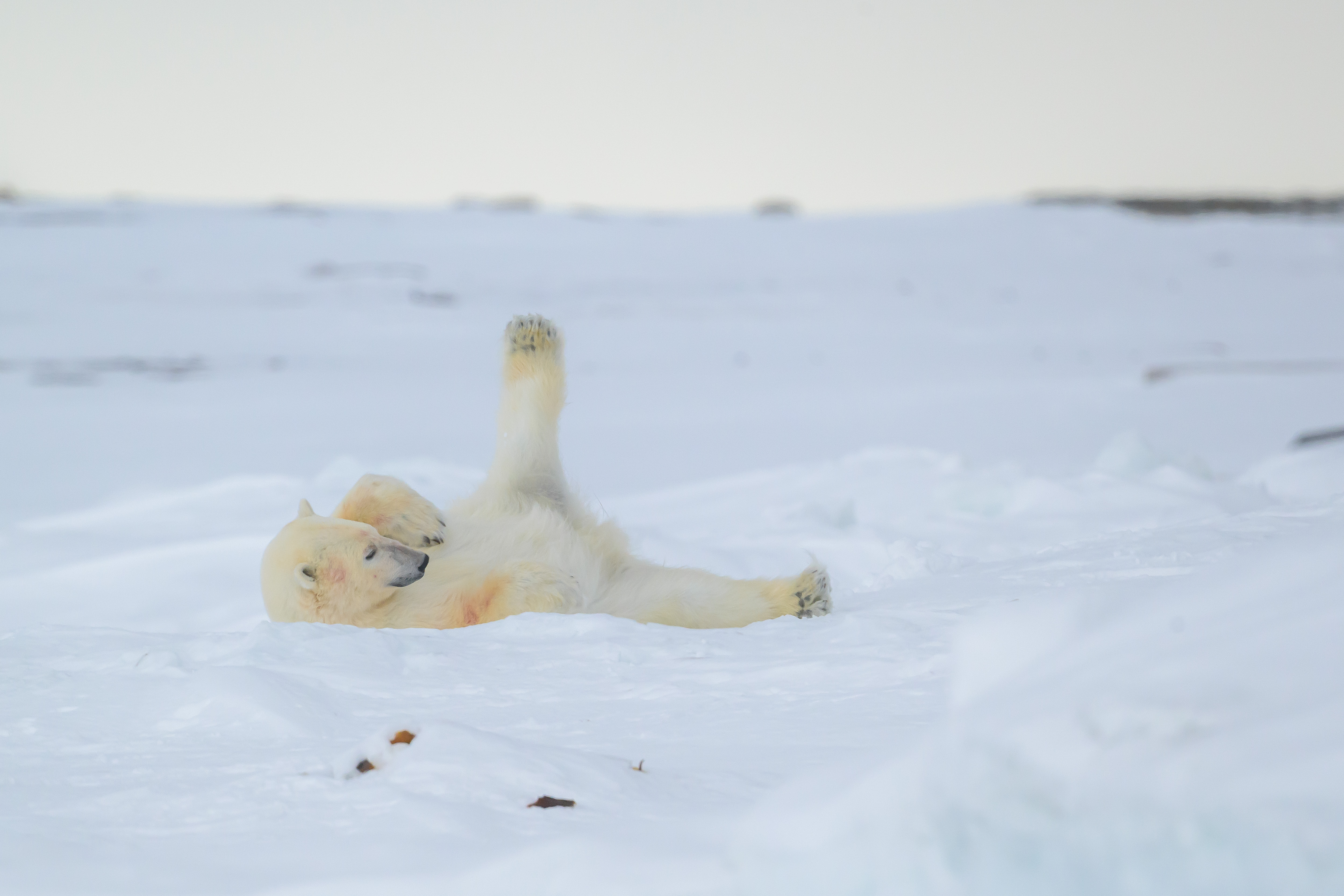 Eisbär beim Frühsport