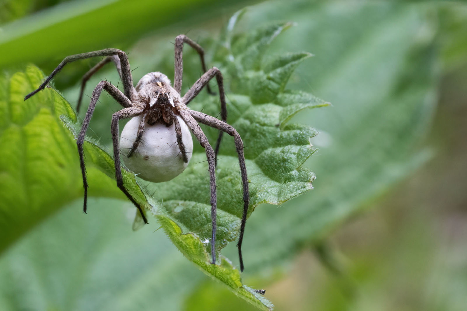 Listspinne