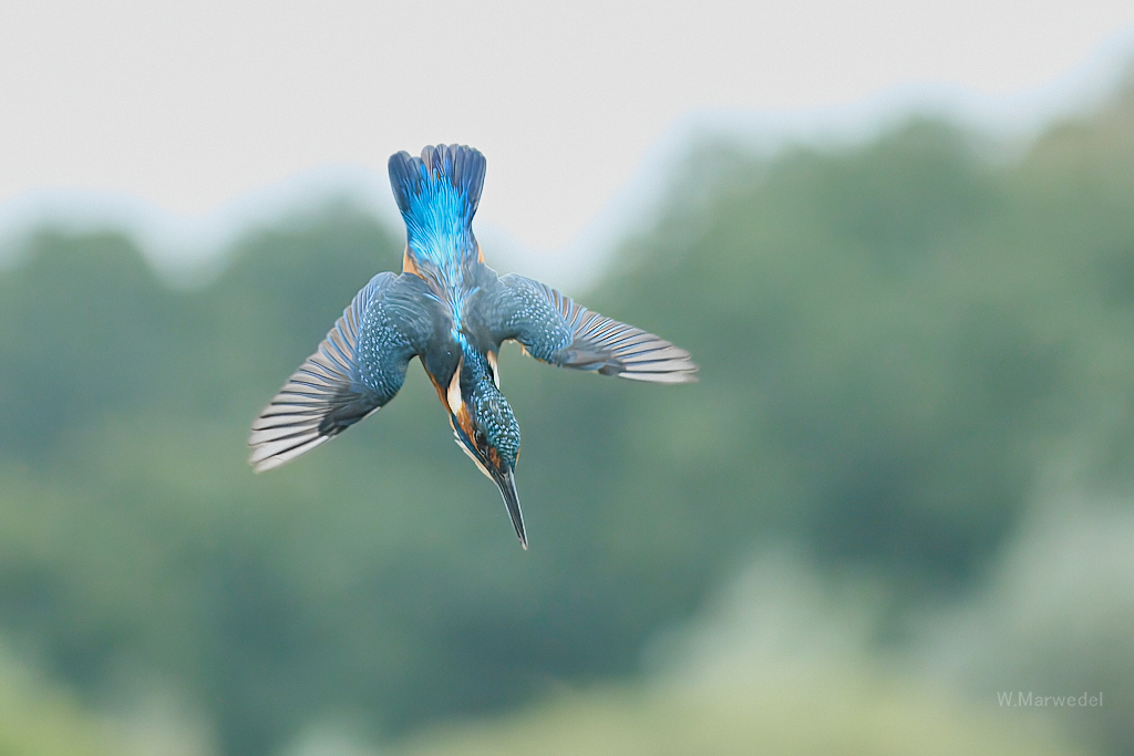 Eisvogel