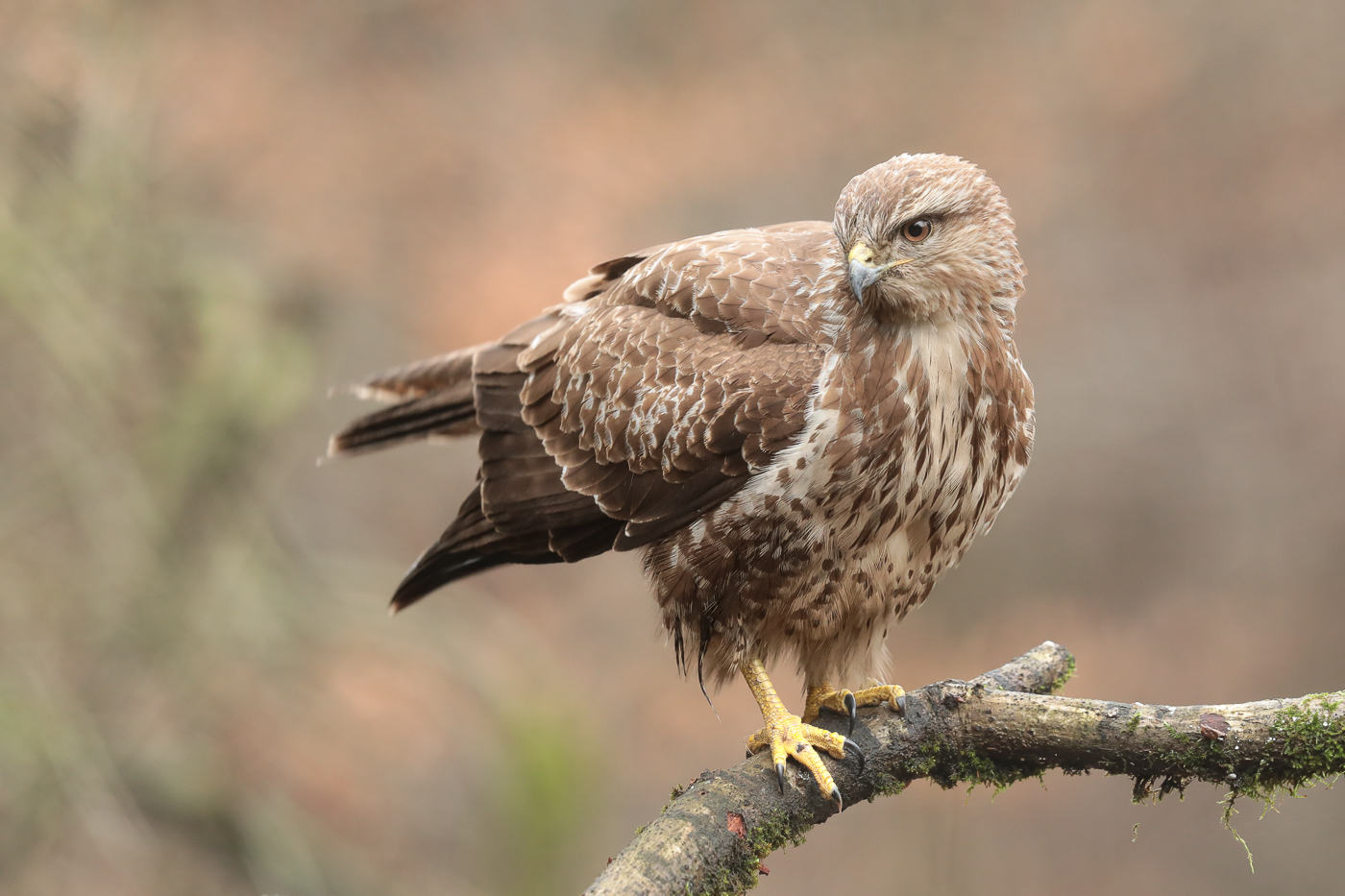 Mäusebussard