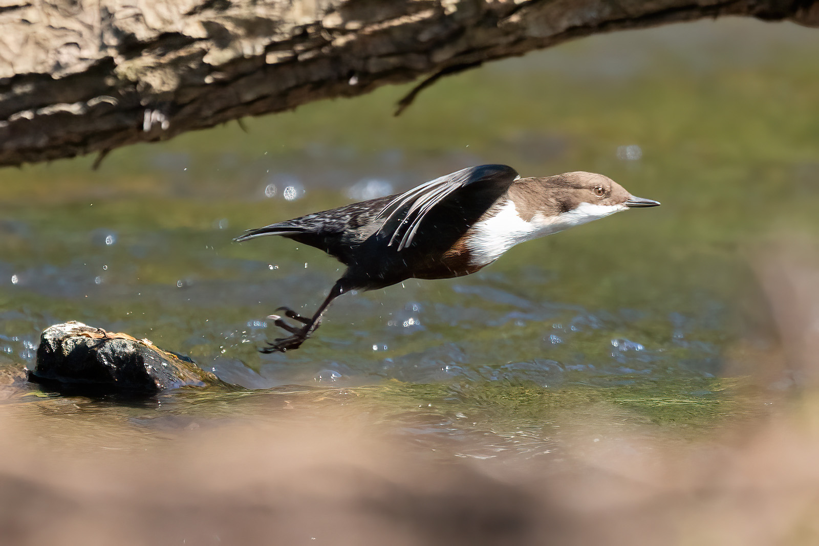 Startende Wasseramsel