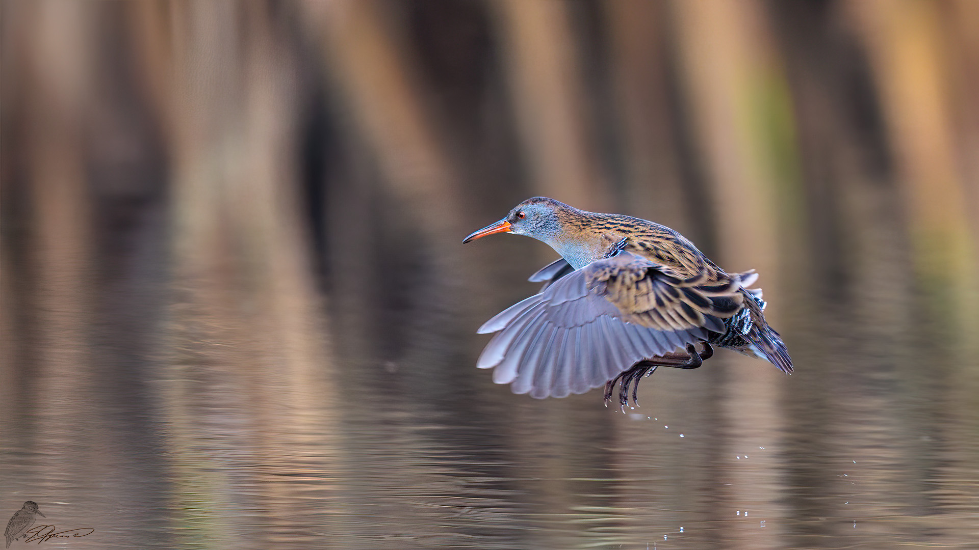 Wasserralle