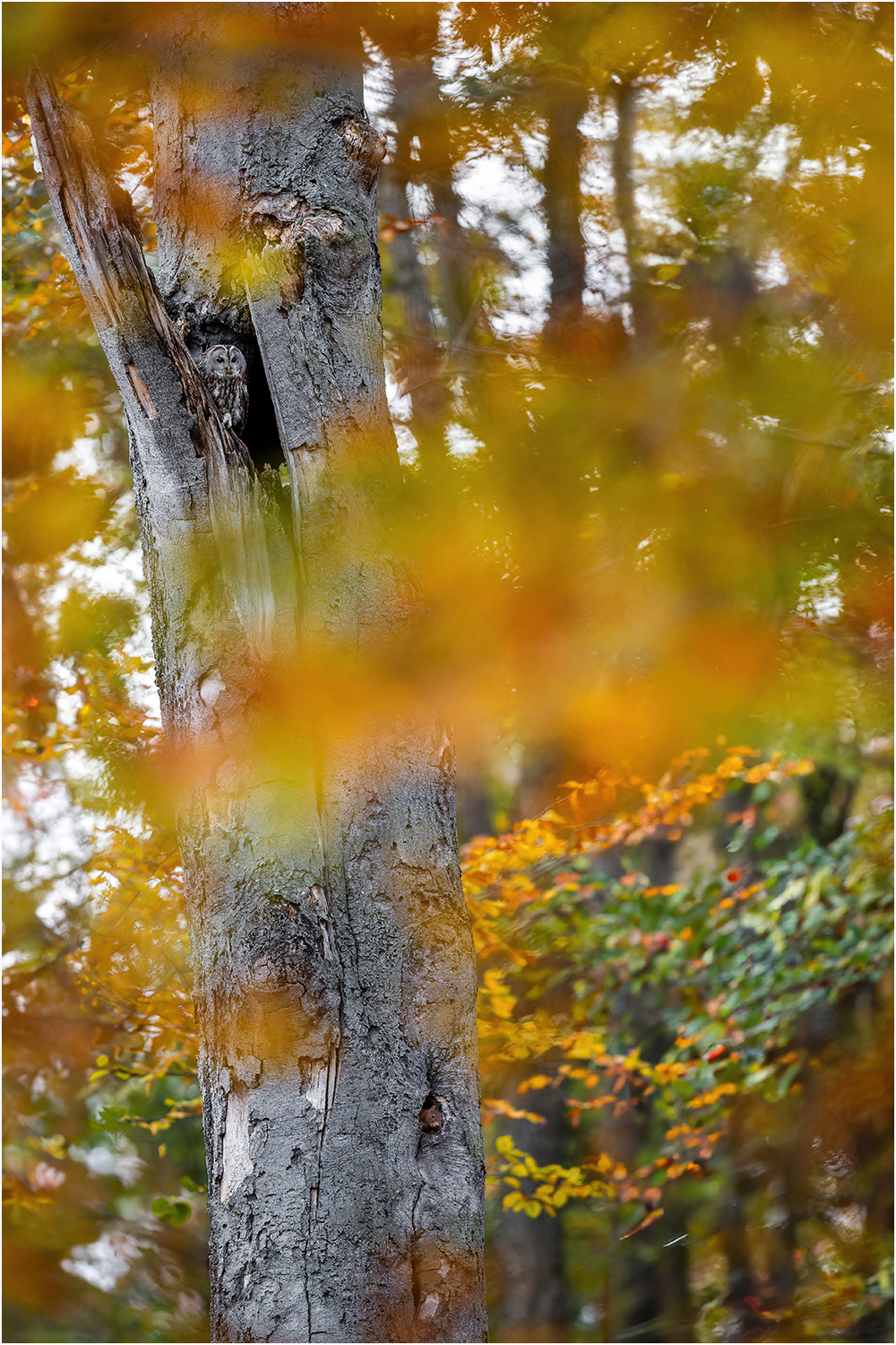 Eichhörnchen im Herbstwald