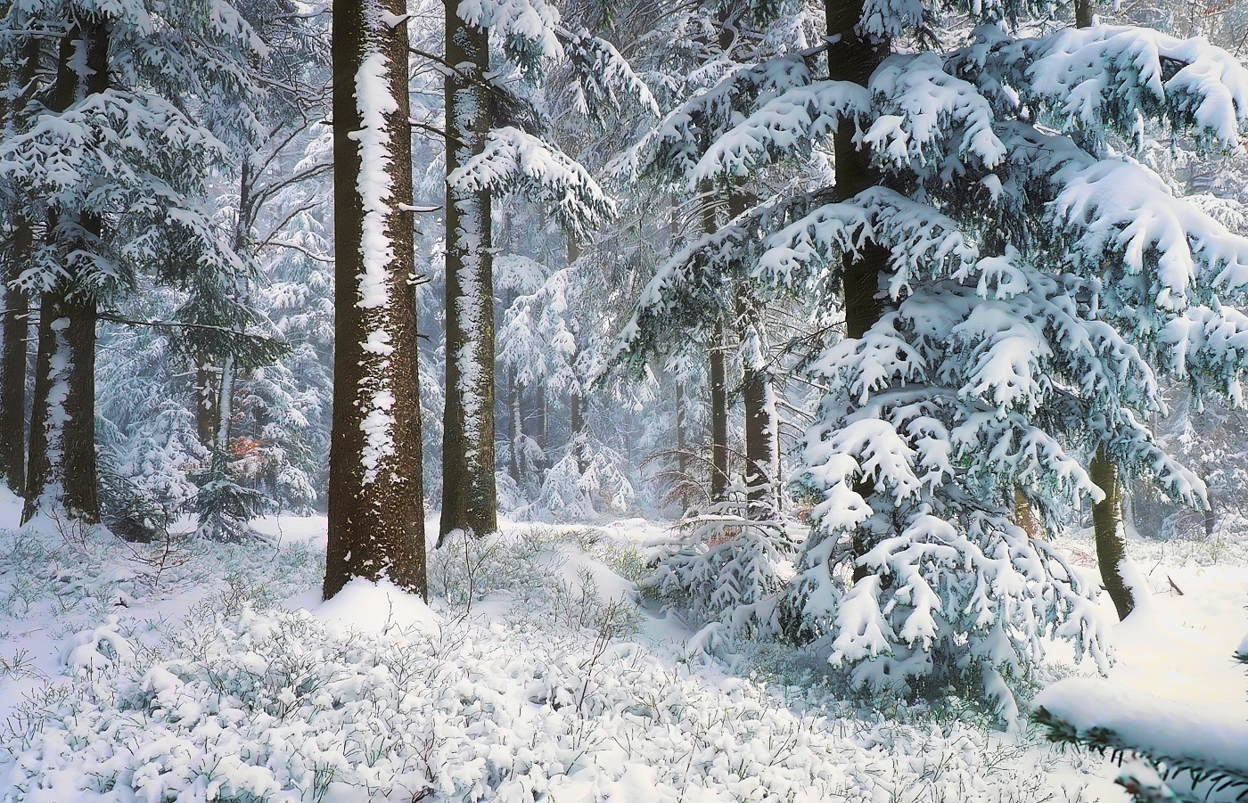 Winterwald