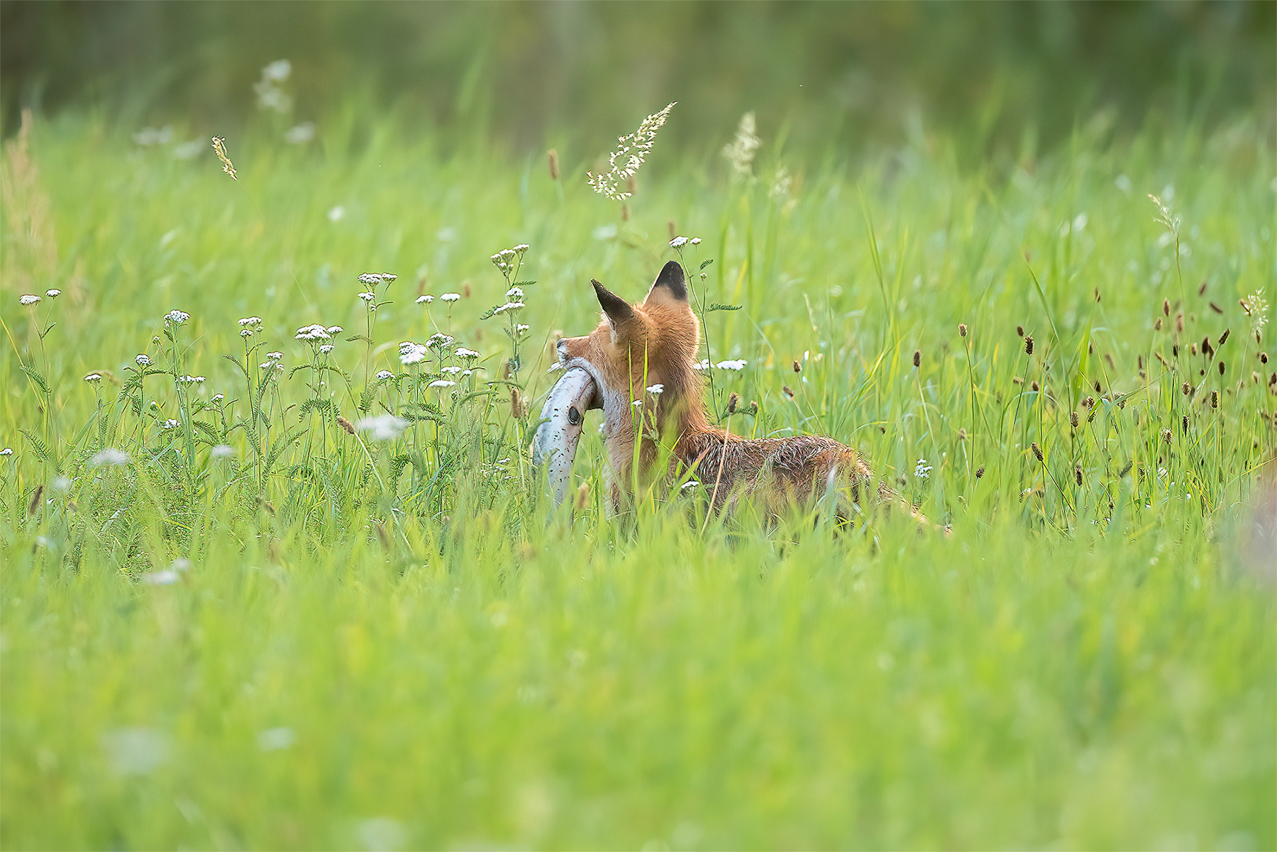 Fuchs mit Beute