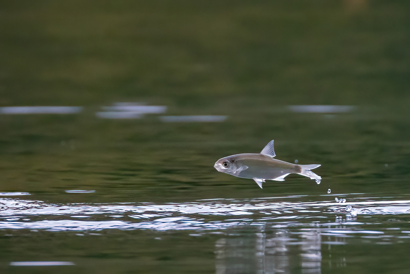 Springender Fisch