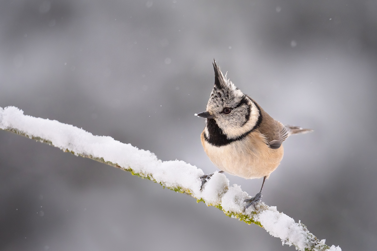 Heute gab es Schnee