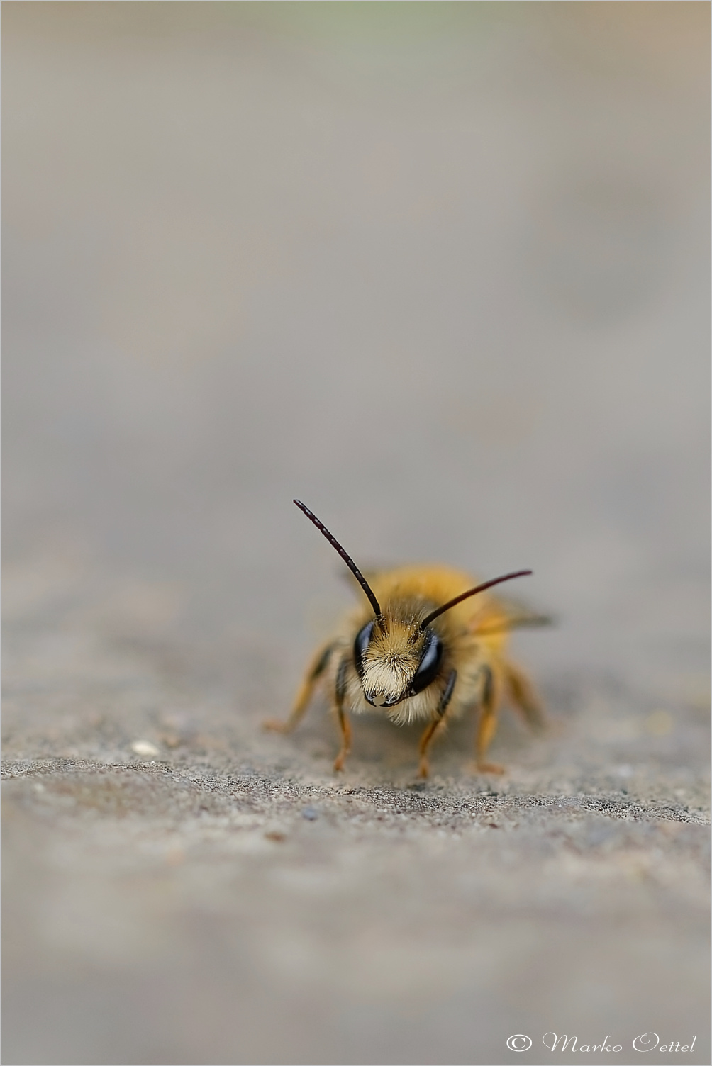 Gemeine Sandbiene (Andrena flavipes)