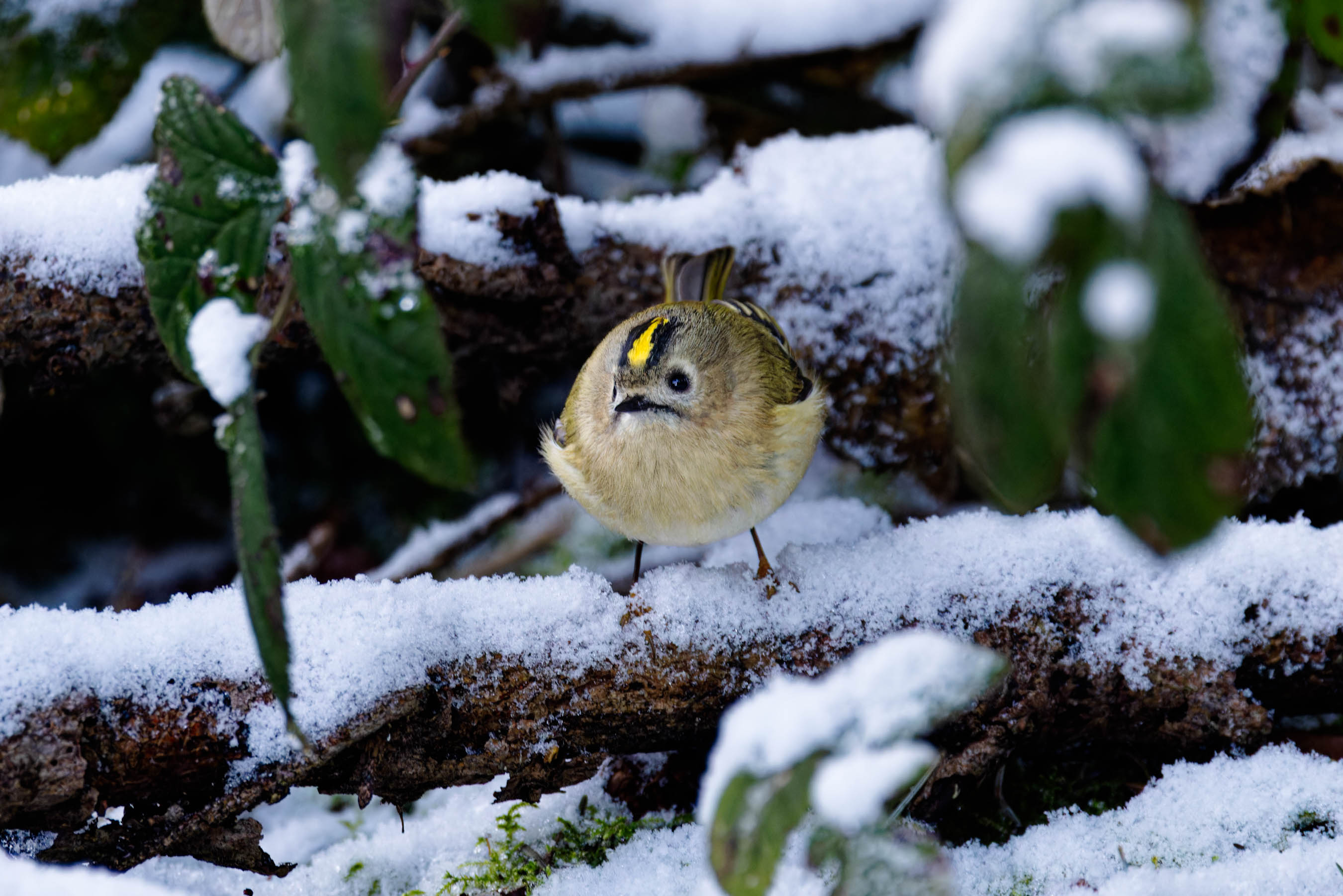 Jetzt ist der Winter doch da!