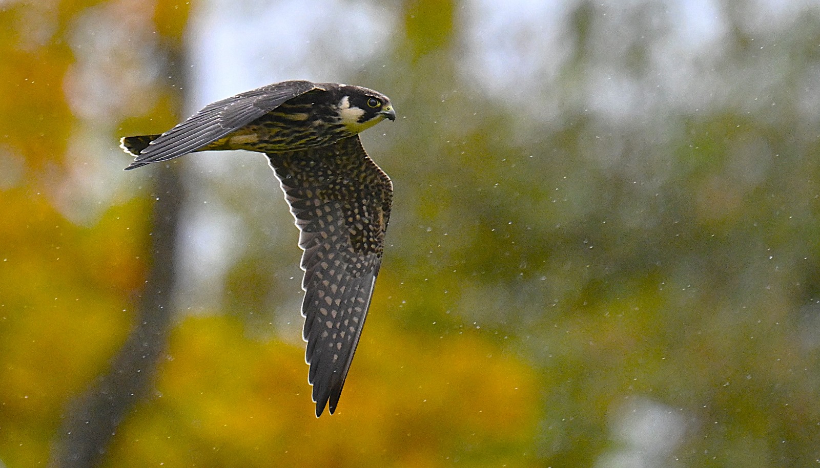 Baumfalke im Regen