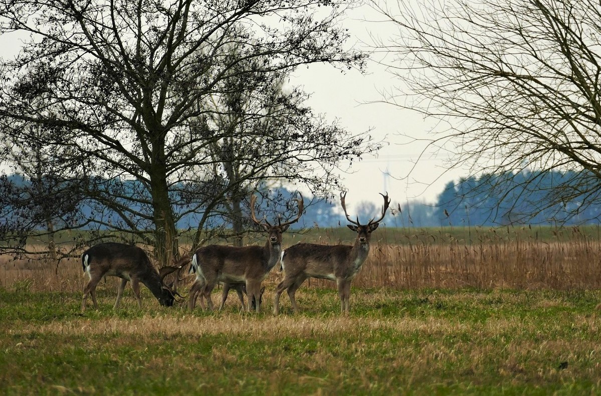 3 Schaufler und .....